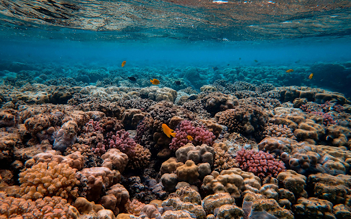 Scenic Photo of Coral Reef from Chrome web store to be run with OffiDocs Chromium online Scenic Photo of Coral Reef from Chrome web store to be run with OffiDocs Chromium online