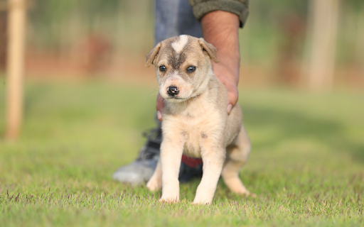 Scottish Fold Puppy from Chrome web store to be run with OffiDocs Chromium online Scottish Fold Puppy from Chrome web store to be run with OffiDocs Chromium online