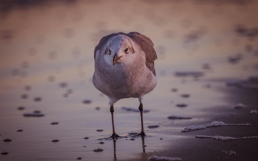Seabird foraging from Chrome web store to be run with OffiDocs Chromium online Seabird foraging from Chrome web store to be run with OffiDocs Chromium online