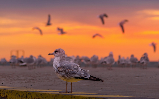 Seagull at Dusk from Chrome web store to be run with OffiDocs Chromium online Seagull at Dusk from Chrome web store to be run with OffiDocs Chromium online