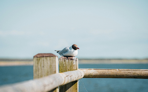 Seagull Sitting on a Wooden Pier from Chrome web store to be run with OffiDocs Chromium online Seagull Sitting on a Wooden Pier from Chrome web store to be run with OffiDocs Chromium online