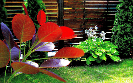 Secret garden from Chrome web store to be run with OffiDocs Chromium online Secret garden from Chrome web store to be run with OffiDocs Chromium online