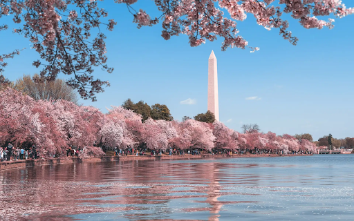 Serene Sakura from Chrome web store to be run with OffiDocs Chromium online Serene Sakura from Chrome web store to be run with OffiDocs Chromium online