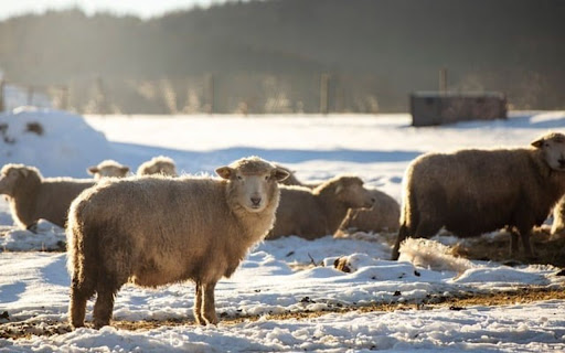 SHEEP Theme from Chrome web store to be run with OffiDocs Chromium online SHEEP Theme from Chrome web store to be run with OffiDocs Chromium online