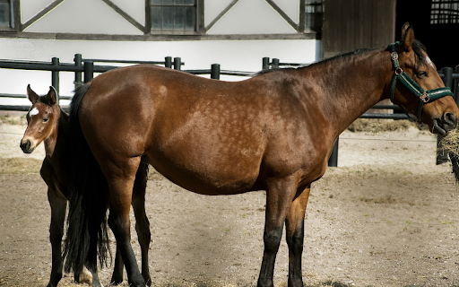 Shiny Brown Horses from Chrome web store to be run with OffiDocs Chromium online Shiny Brown Horses from Chrome web store to be run with OffiDocs Chromium online