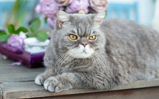 Short legged gray cat from Chrome web store to be run with OffiDocs Chromium online Short legged gray cat from Chrome web store to be run with OffiDocs Chromium online