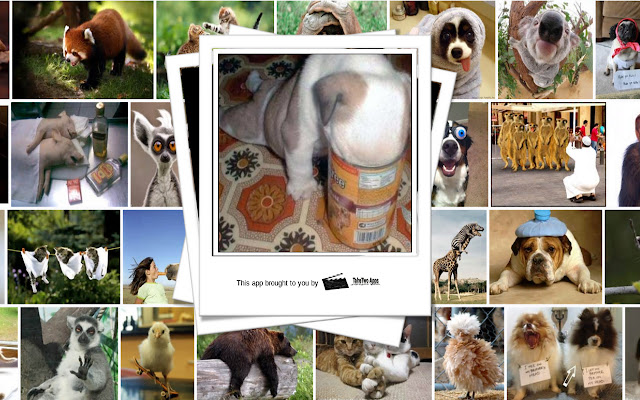 Silly Animal of the Day from Chrome web store to be run with OffiDocs Chromium online Silly Animal of the Day from Chrome web store to be run with OffiDocs Chromium online