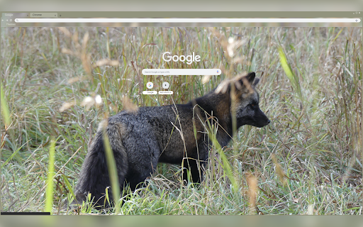 Silver Red Fox Morph from Chrome web store to be run with OffiDocs Chromium online Silver Red Fox Morph from Chrome web store to be run with OffiDocs Chromium online
