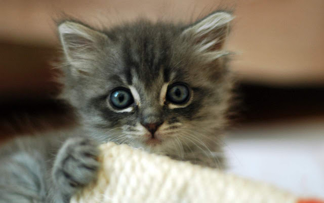 Simple clock from Chrome web store to be run with OffiDocs Chromium online Simple clock from Chrome web store to be run with OffiDocs Chromium online