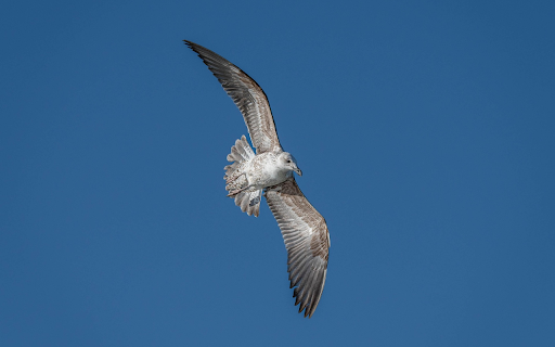 Skybound Seagull from Chrome web store to be run with OffiDocs Chromium online Skybound Seagull from Chrome web store to be run with OffiDocs Chromium online