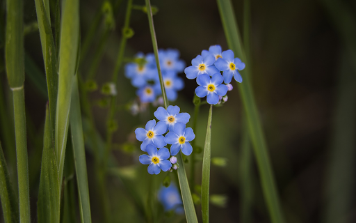Small Five Petal Flower from Chrome web store to be run with OffiDocs Chromium online Small Five Petal Flower from Chrome web store to be run with OffiDocs Chromium online