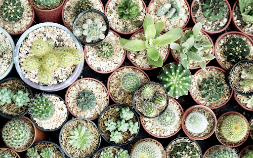 small pots of cacti from Chrome web store to be run with OffiDocs Chromium online small pots of cacti from Chrome web store to be run with OffiDocs Chromium online