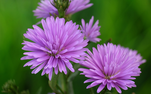 Small purple petals from Chrome web store to be run with OffiDocs Chromium online Small purple petals from Chrome web store to be run with OffiDocs Chromium online