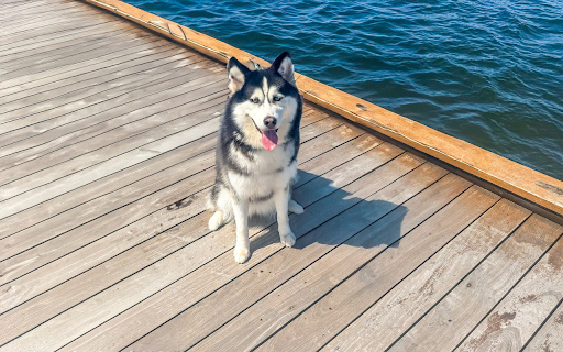 Smart dog goes to the beach from Chrome web store to be run with OffiDocs Chromium online Smart dog goes to the beach from Chrome web store to be run with OffiDocs Chromium online
