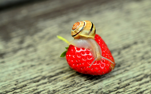 Snail and strawberry from Chrome web store to be run with OffiDocs Chromium online Snail and strawberry from Chrome web store to be run with OffiDocs Chromium online