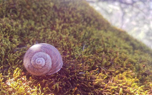 Snail crawling on moss in the sun from Chrome web store to be run with OffiDocs Chromium online Snail crawling on moss in the sun from Chrome web store to be run with OffiDocs Chromium online