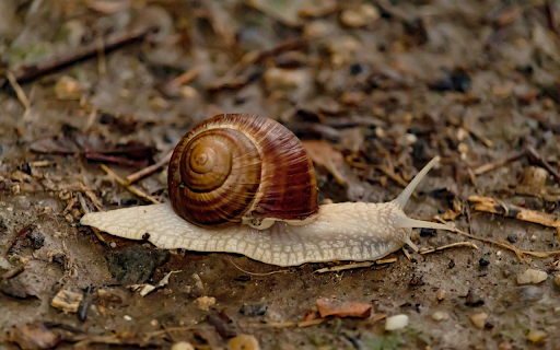 Snail crawling on the ground from Chrome web store to be run with OffiDocs Chromium online Snail crawling on the ground from Chrome web store to be run with OffiDocs Chromium online