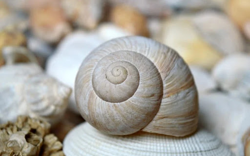 SNAIL Theme from Chrome web store to be run with OffiDocs Chromium online SNAIL Theme from Chrome web store to be run with OffiDocs Chromium online