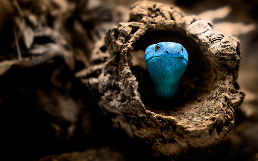 Snake nest trunk from Chrome web store to be run with OffiDocs Chromium online Snake nest trunk from Chrome web store to be run with OffiDocs Chromium online