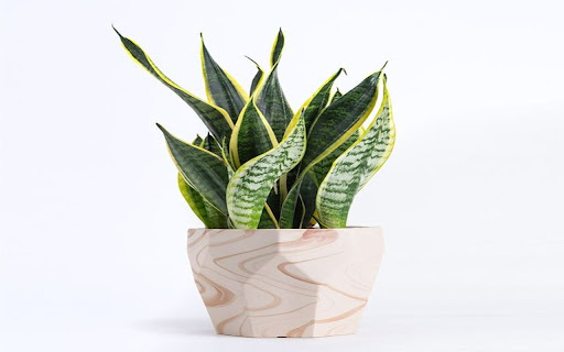 snake plant wallpaper from Chrome web store to be run with OffiDocs Chromium online snake plant wallpaper from Chrome web store to be run with OffiDocs Chromium online