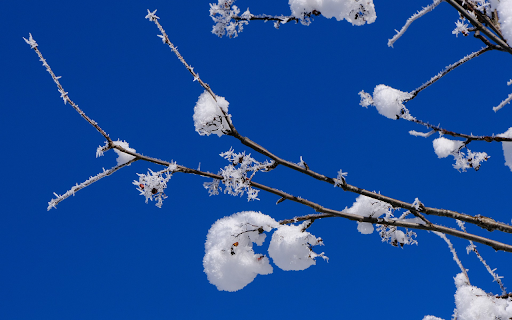Snow sold on tree branches from Chrome web store to be run with OffiDocs Chromium online Snow sold on tree branches from Chrome web store to be run with OffiDocs Chromium online