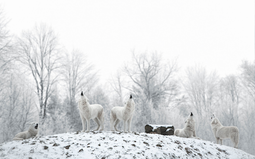 Snow Wolves from Chrome web store to be run with OffiDocs Chromium online Snow Wolves from Chrome web store to be run with OffiDocs Chromium online