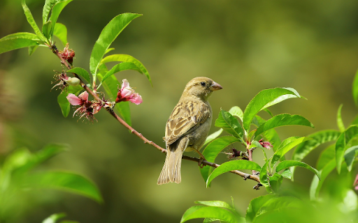 Sparrow from Chrome web store to be run with OffiDocs Chromium online Sparrow from Chrome web store to be run with OffiDocs Chromium online