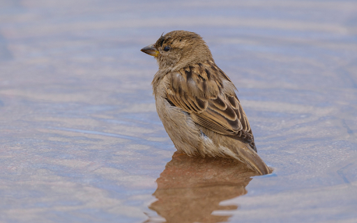 Sparrow Bathing from Chrome web store to be run with OffiDocs Chromium online Sparrow Bathing from Chrome web store to be run with OffiDocs Chromium online