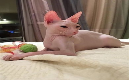 Sphynx cat wallpaper from Chrome web store to be run with OffiDocs Chromium online Sphynx cat wallpaper from Chrome web store to be run with OffiDocs Chromium online