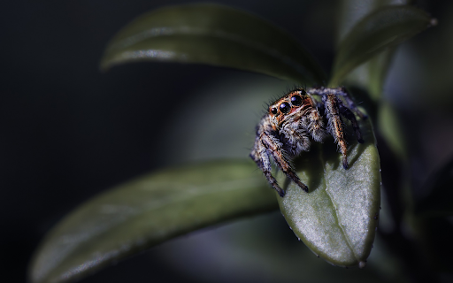 Spider crawling on leaves from Chrome web store to be run with OffiDocs Chromium online Spider crawling on leaves from Chrome web store to be run with OffiDocs Chromium online