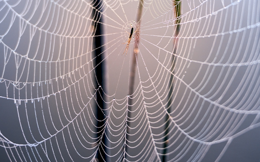 Spider Web and Baby Spider from Chrome web store to be run with OffiDocs Chromium online Spider Web and Baby Spider from Chrome web store to be run with OffiDocs Chromium online