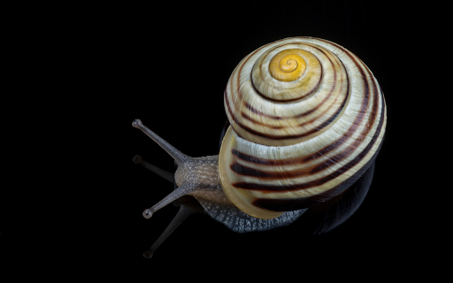 Spiral shell snail from Chrome web store to be run with OffiDocs Chromium online Spiral shell snail from Chrome web store to be run with OffiDocs Chromium online