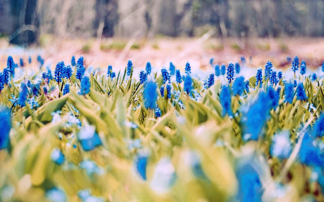 Spring Weather Arizona from Chrome web store to be run with OffiDocs Chromium online Spring Weather Arizona from Chrome web store to be run with OffiDocs Chromium online