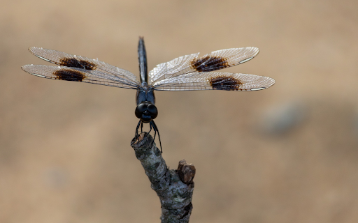 Squid dragonfly from Chrome web store to be run with OffiDocs Chromium online Squid dragonfly from Chrome web store to be run with OffiDocs Chromium online