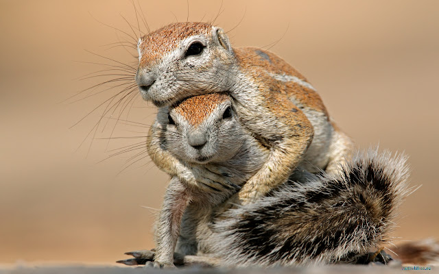 Squirrels from Chrome web store to be run with OffiDocs Chromium online Squirrels from Chrome web store to be run with OffiDocs Chromium online