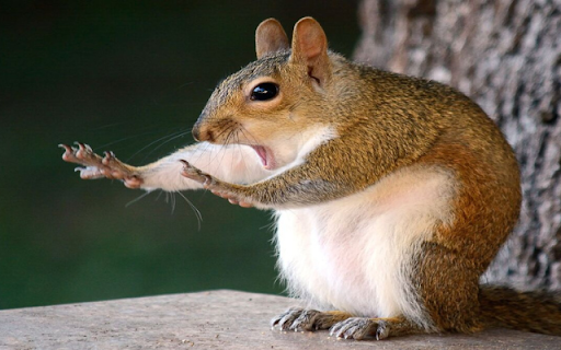 Squirrel: The Agile and Playful Tree Acrobat from Chrome web store to be run with OffiDocs Chromium online Squirrel: The Agile and Playful Tree Acrobat from Chrome web store to be run with OffiDocs Chromium online