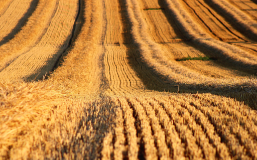 Straw field from Chrome web store to be run with OffiDocs Chromium online Straw field from Chrome web store to be run with OffiDocs Chromium online