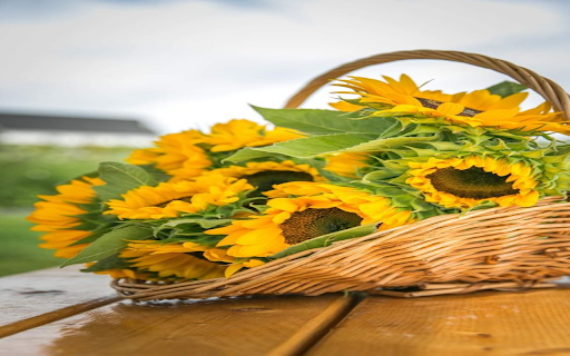 Sunflower basket wallpaper from Chrome web store to be run with OffiDocs Chromium online Sunflower basket wallpaper from Chrome web store to be run with OffiDocs Chromium online