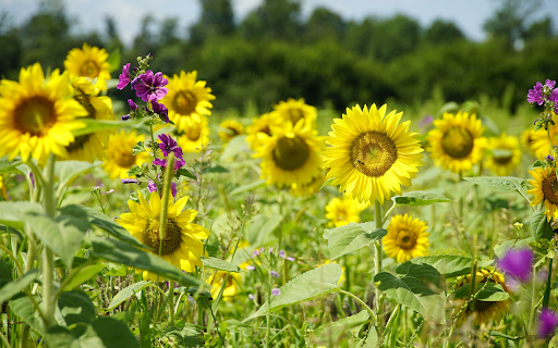 Sunflowers and purple flowers from Chrome web store to be run with OffiDocs Chromium online Sunflowers and purple flowers from Chrome web store to be run with OffiDocs Chromium online