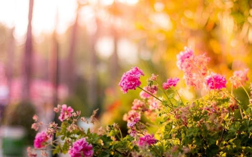 Sun Kissed Pelargonium Display from Chrome web store to be run with OffiDocs Chromium online Sun Kissed Pelargonium Display from Chrome web store to be run with OffiDocs Chromium online
