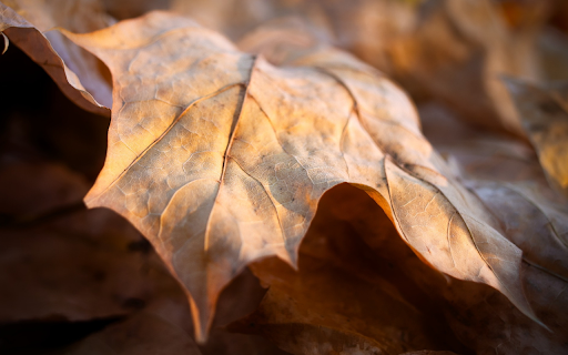 sunshine and falling dry leaves from Chrome web store to be run with OffiDocs Chromium online sunshine and falling dry leaves from Chrome web store to be run with OffiDocs Chromium online