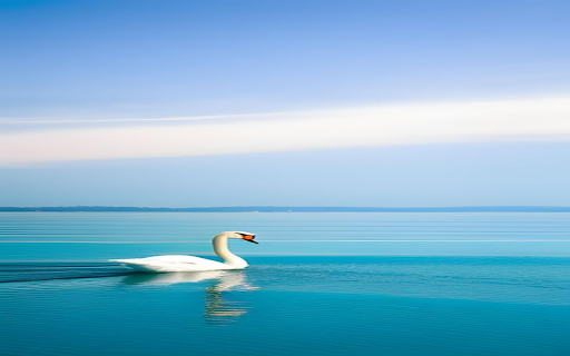 Swans swimming on the lake Wallpaper from Chrome web store to be run with OffiDocs Chromium online Swans swimming on the lake Wallpaper from Chrome web store to be run with OffiDocs Chromium online