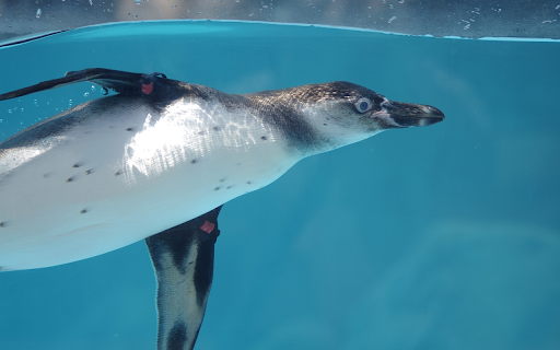 Swimming Penguin from Chrome web store to be run with OffiDocs Chromium online Swimming Penguin from Chrome web store to be run with OffiDocs Chromium online