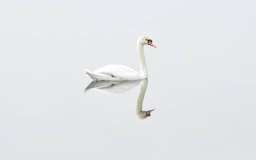 Swimming swans from Chrome web store to be run with OffiDocs Chromium online Swimming swans from Chrome web store to be run with OffiDocs Chromium online