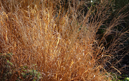 Tall dry grass from Chrome web store to be run with OffiDocs Chromium online Tall dry grass from Chrome web store to be run with OffiDocs Chromium online