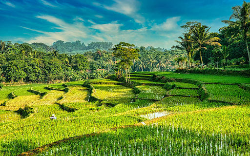 Terraced Greenscape from Chrome web store to be run with OffiDocs Chromium online Terraced Greenscape from Chrome web store to be run with OffiDocs Chromium online