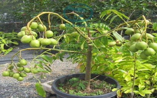 Thai tamarind tree wallpaper from Chrome web store to be run with OffiDocs Chromium online Thai tamarind tree wallpaper from Chrome web store to be run with OffiDocs Chromium online