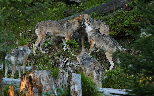 The beautiful and mysterious European gray wolf from Chrome web store to be run with OffiDocs Chromium online The beautiful and mysterious European gray wolf from Chrome web store to be run with OffiDocs Chromium online