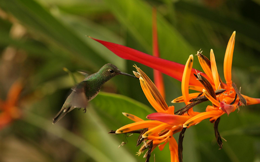 The Bird and the Yellow Flower from Chrome web store to be run with OffiDocs Chromium online The Bird and the Yellow Flower from Chrome web store to be run with OffiDocs Chromium online