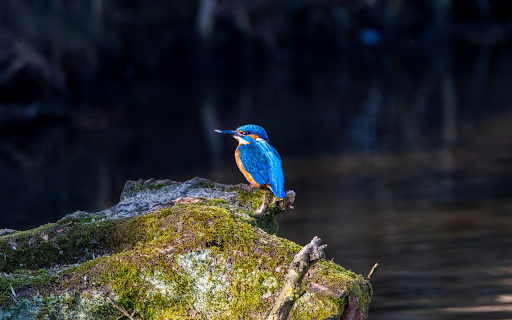 The Bird by the Stream from Chrome web store to be run with OffiDocs Chromium online The Bird by the Stream from Chrome web store to be run with OffiDocs Chromium online